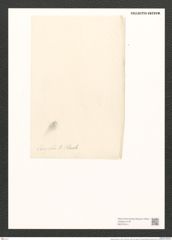 Amphora janischii A. Schm. (de-Toni-Nr.: Genus 36, Species 1578) Zeichnungen Sammlung Grunow (NHMW-BOT-W0370414)